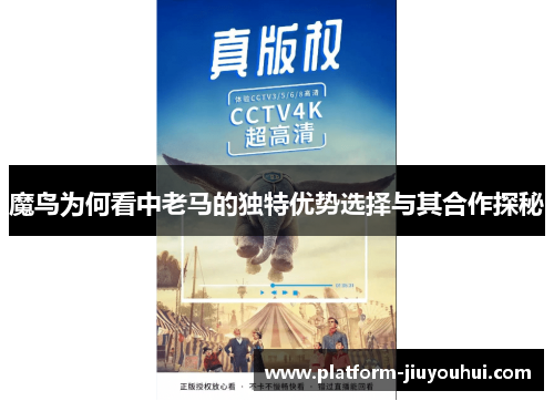 魔鸟为何看中老马的独特优势选择与其合作探秘
